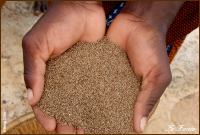 Mains de paysane cultivant la céréale le Fonio au Pays Dogon Mali © Beng 2006